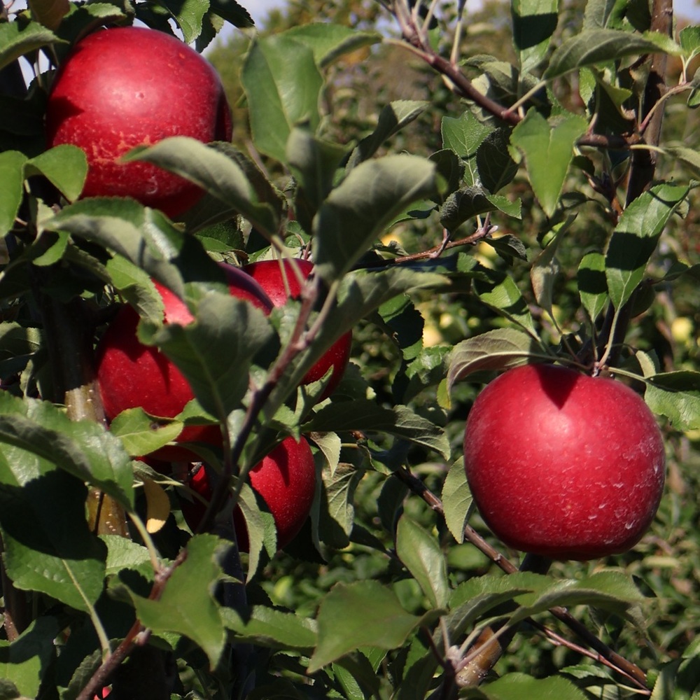 Meet your Posher, Hayoung